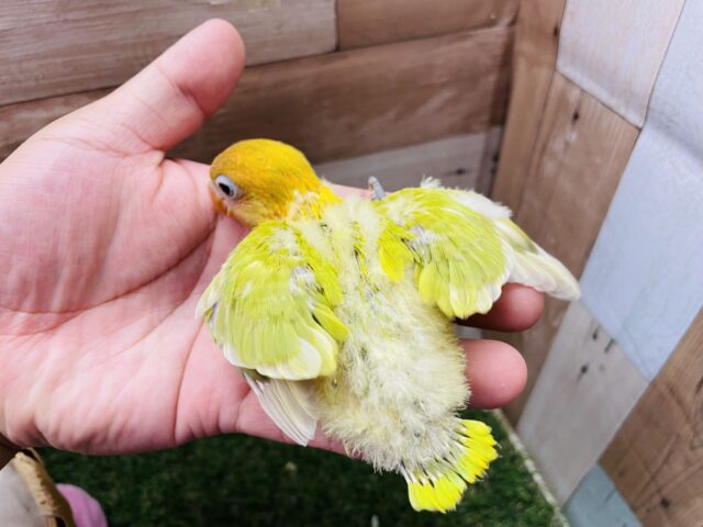 ヤマブキボタンインコ