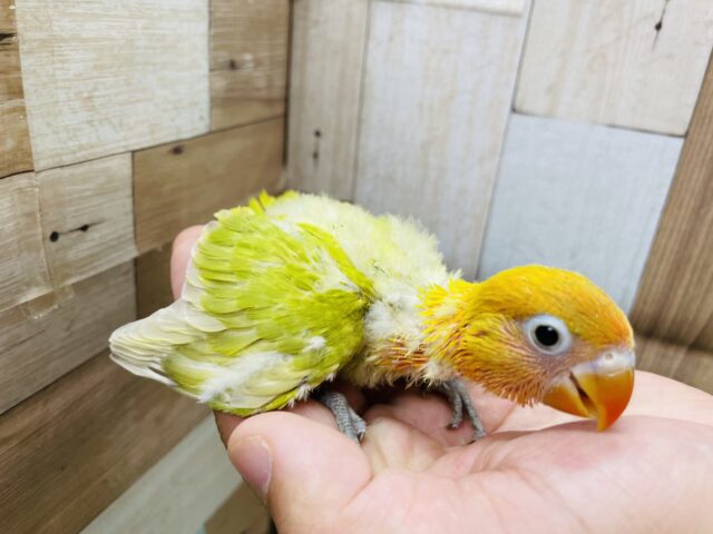 ヤマブキボタンインコ