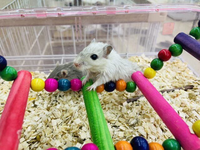 カラージャービル（スナネズミ）