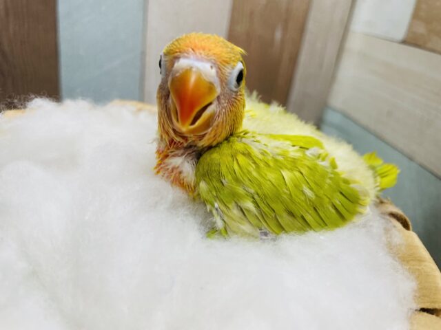 ヤマブキボタンインコ