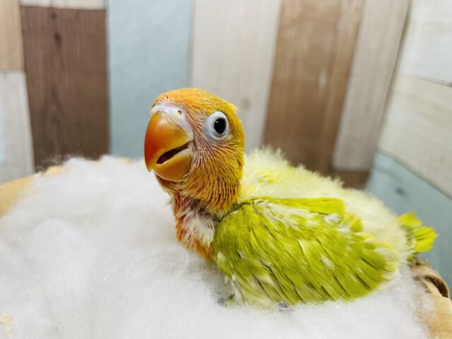 ヤマブキボタンインコ