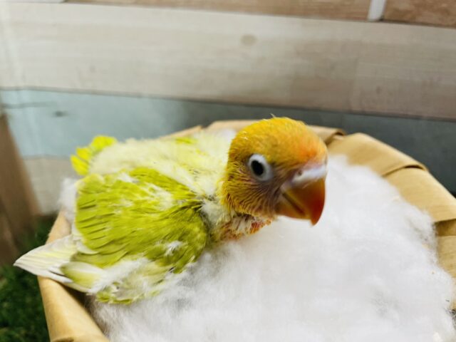 ヤマブキボタンインコ