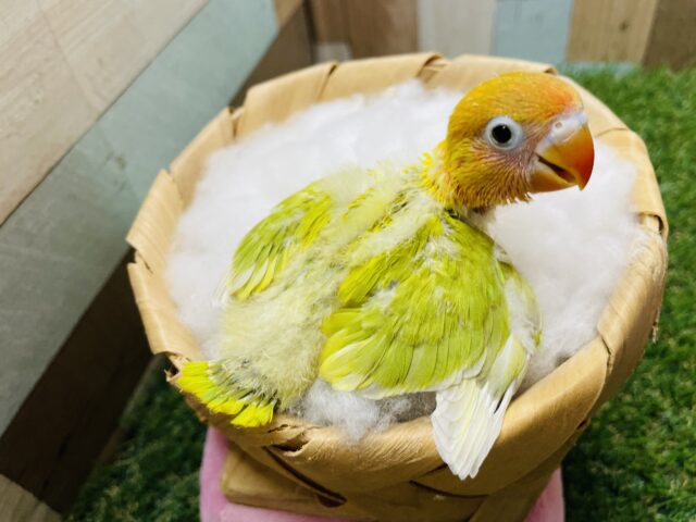 ヤマブキボタンインコ