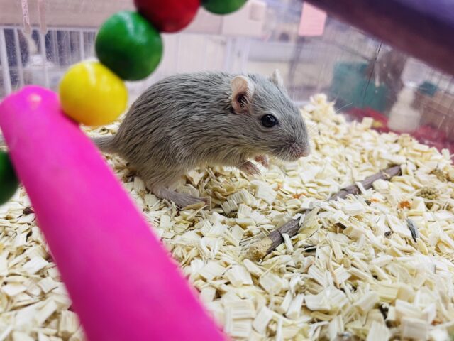 カラージャービル（スナネズミ）