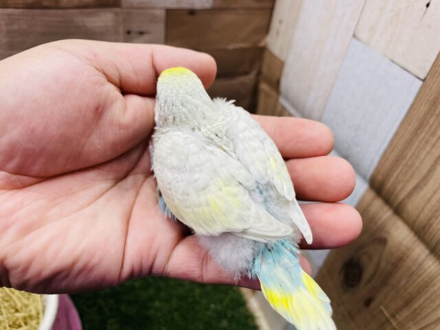 最新画像有り❗️美しいお色のキュートな子💕セキセイインコのパステルレインボースパングル!! セキセイインコ
