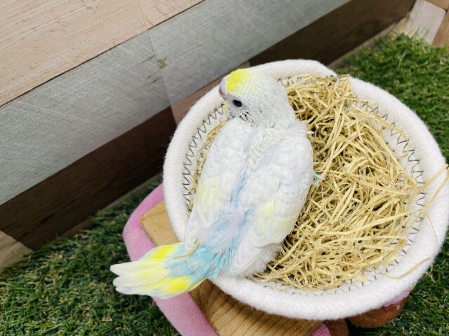 最新画像有り❗️美しいお色のキュートな子💕セキセイインコのパステルレインボースパングル!! セキセイインコ