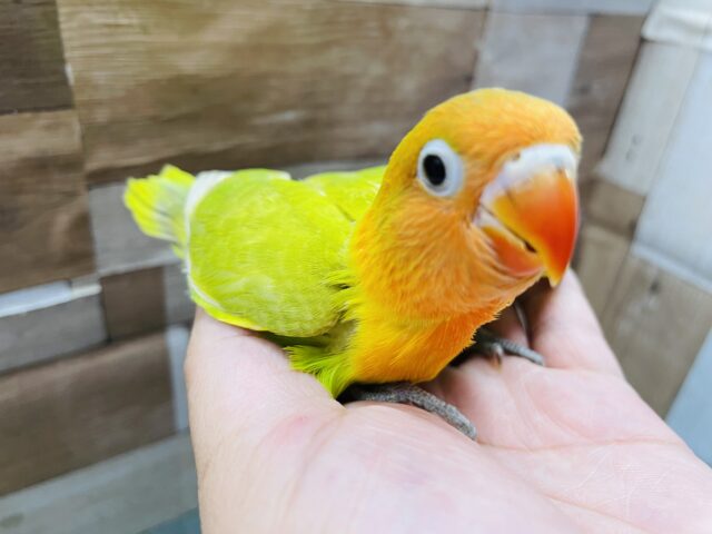 ヤマブキボタンインコ