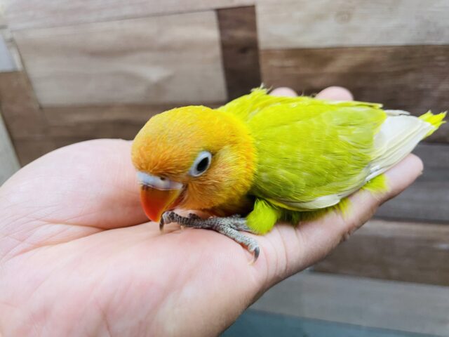 ヤマブキボタンインコ