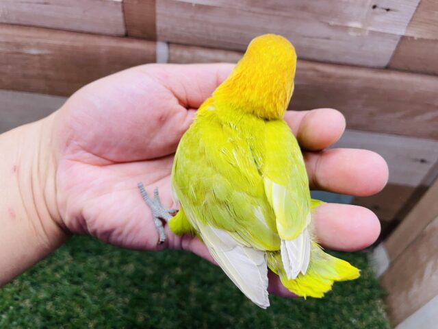 ヤマブキボタンインコ