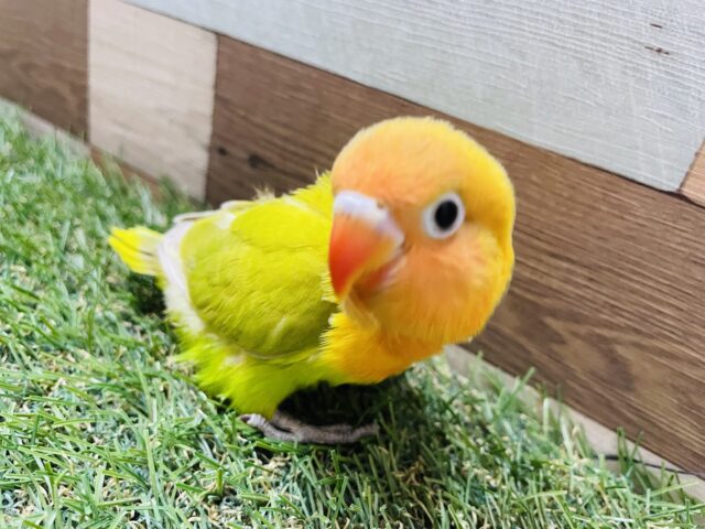 ヤマブキボタンインコ