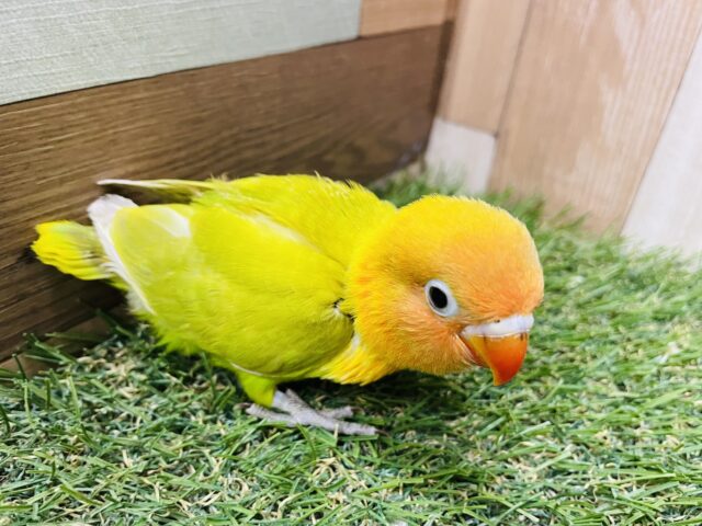 ヤマブキボタンインコ