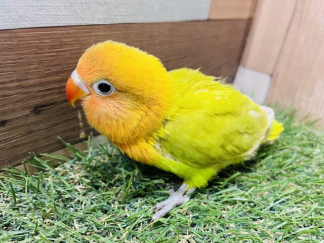 ヤマブキボタンインコ