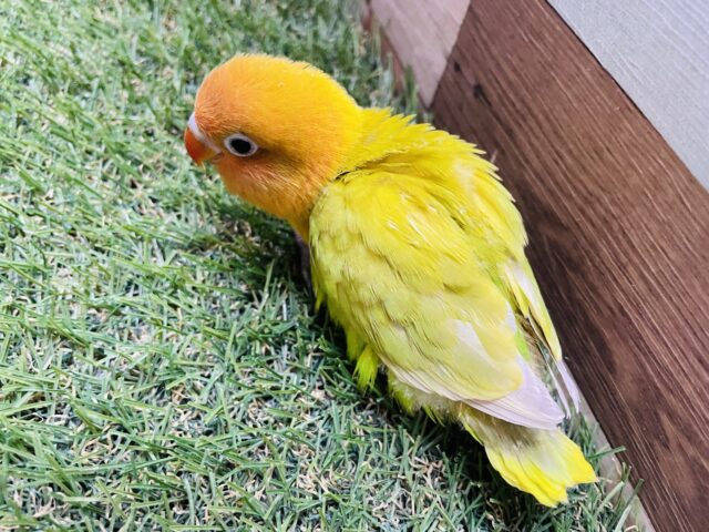 ヤマブキボタンインコ