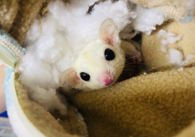 フクロモモンガ