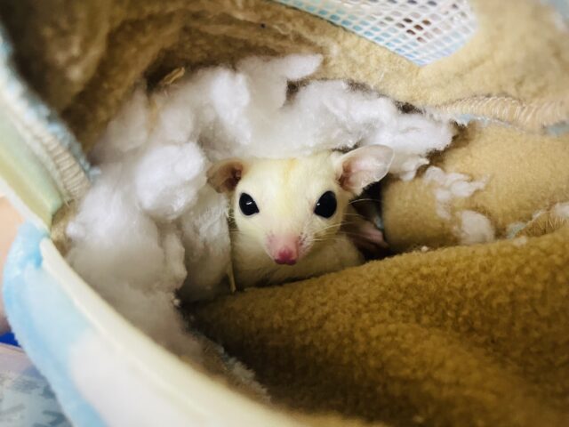 フクロモモンガ