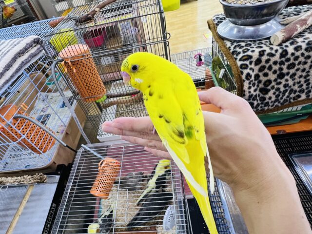 セキセイインコ
