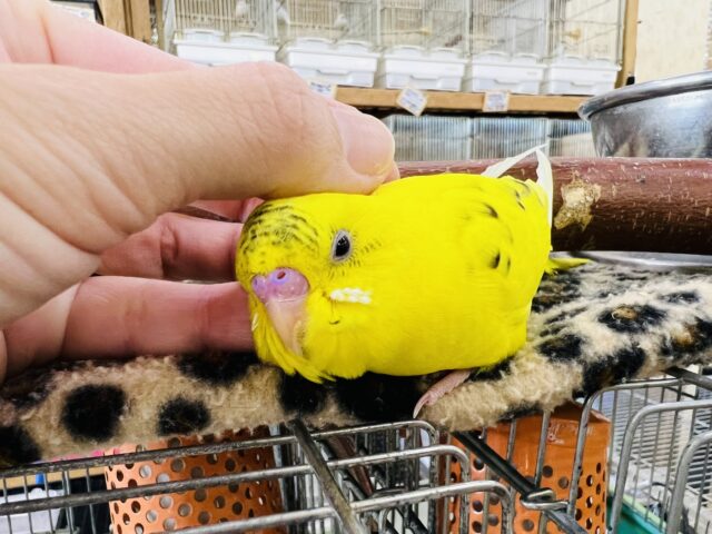 セキセイインコ