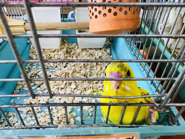 セキセイインコ