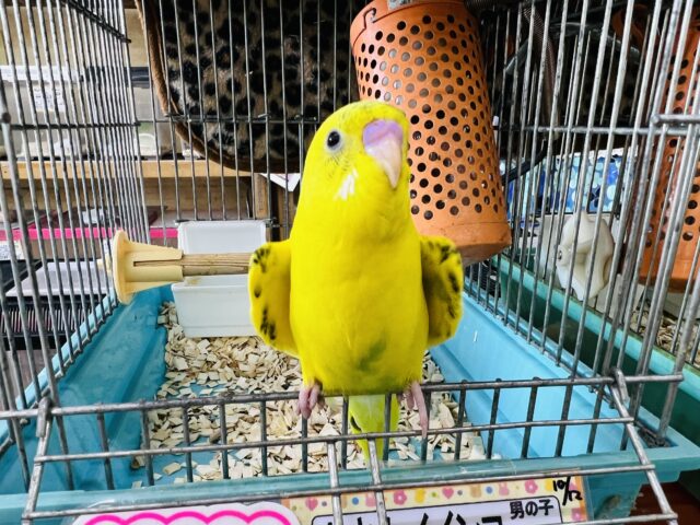 セキセイインコ