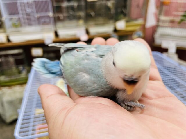 コザクラインコ（小桜インコ）