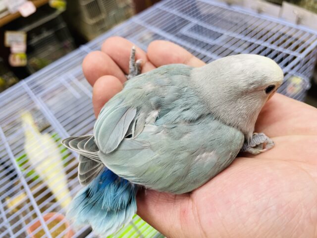 コザクラインコ（小桜インコ）