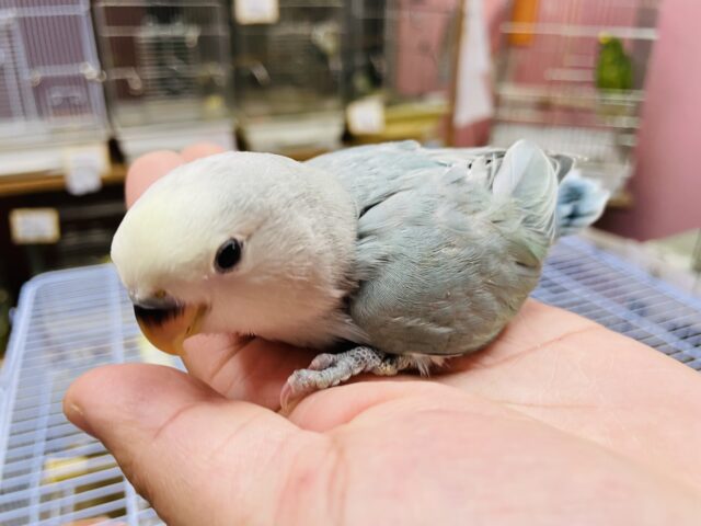 コザクラインコ（小桜インコ）