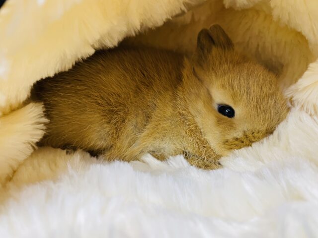 ネザーランドドワーフ