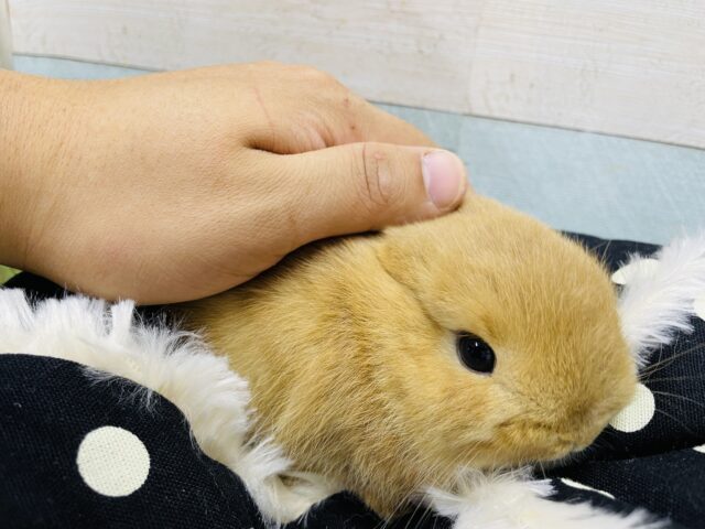 ネザーランドドワーフ