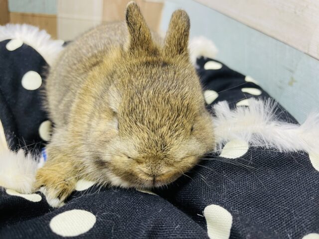 ネザーランドドワーフ