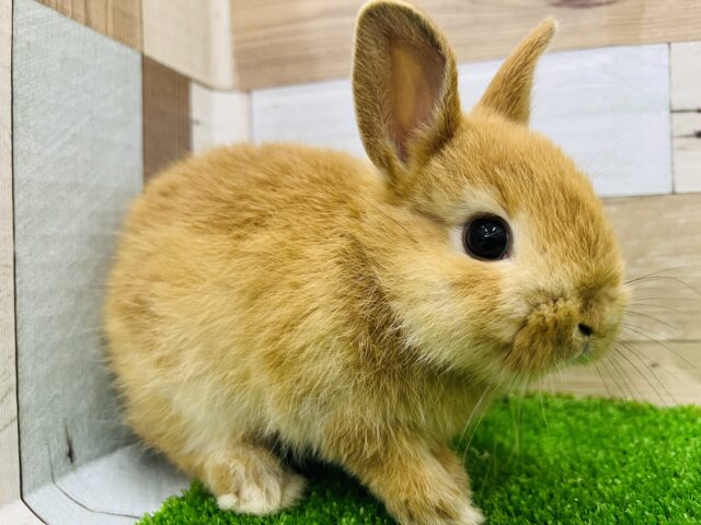 ネザーランドドワーフ