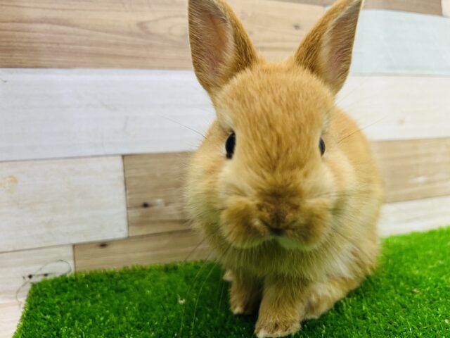 ネザーランドドワーフ