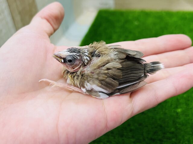 十姉妹（ジュウシマツ）