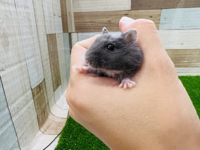 ジャンガリアン