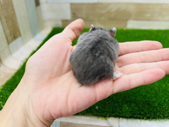 ジャンガリアン