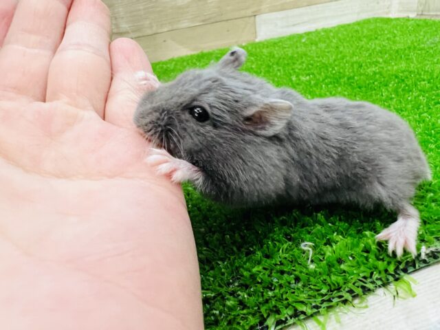 ジャンガリアン