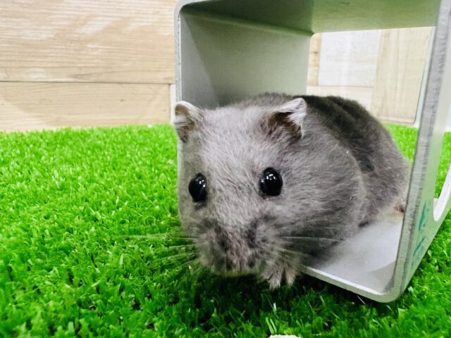 ジャンガリアン