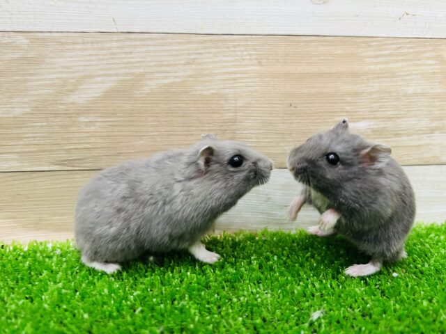 ジャンガリアン