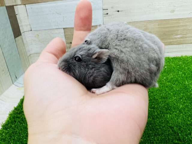 ジャンガリアン