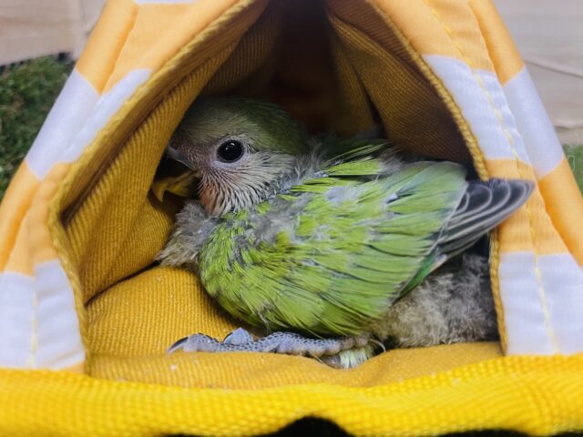 コザクラインコ（小桜インコ）