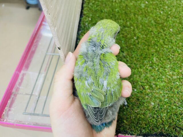 コザクラインコ（小桜インコ）