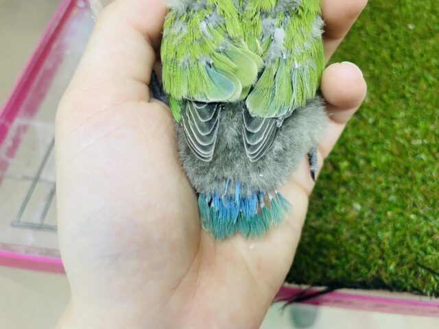 コザクラインコ（小桜インコ）