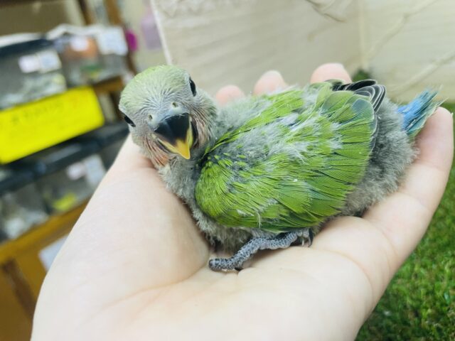 コザクラインコ（小桜インコ）