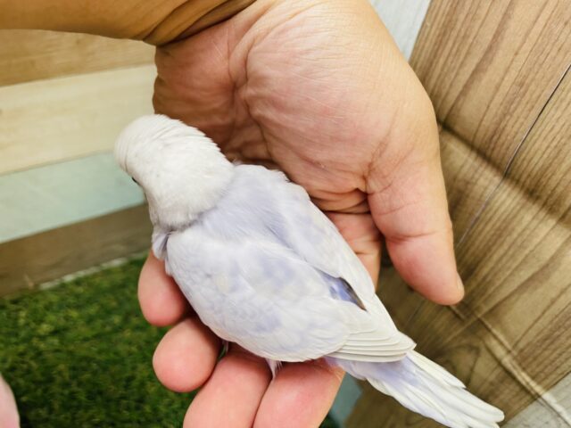 淡いお色の可愛い子💕セキセイインコのライラック!! セキセイインコ