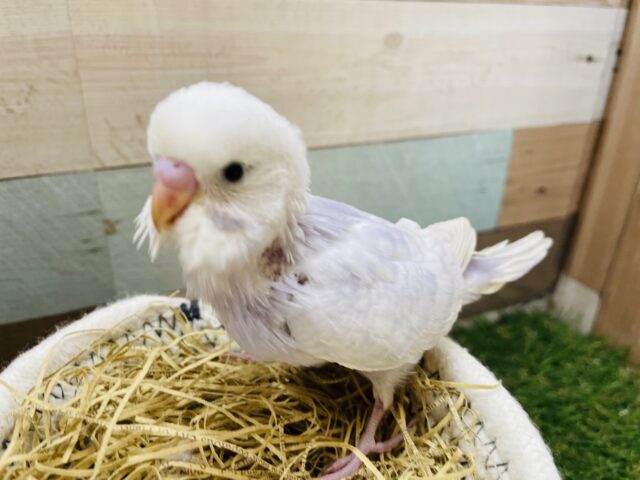 淡いお色の可愛い子💕セキセイインコのライラック!! セキセイインコ