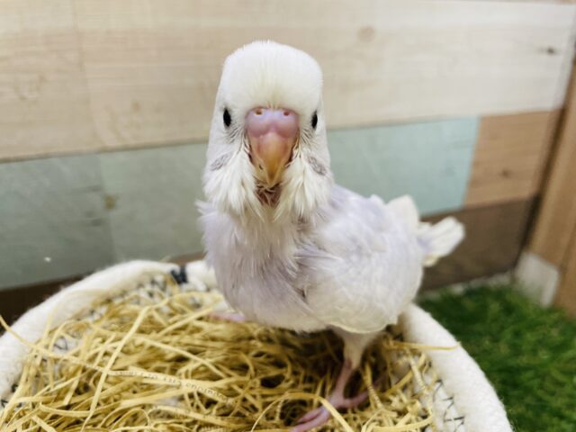 淡いお色の可愛い子💕セキセイインコのライラック!! セキセイインコ
