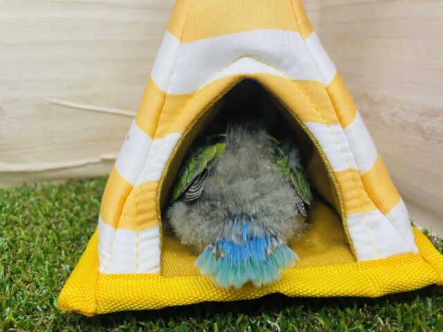 コザクラインコ（小桜インコ）