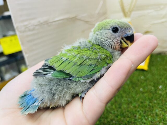 コザクラインコ（小桜インコ）