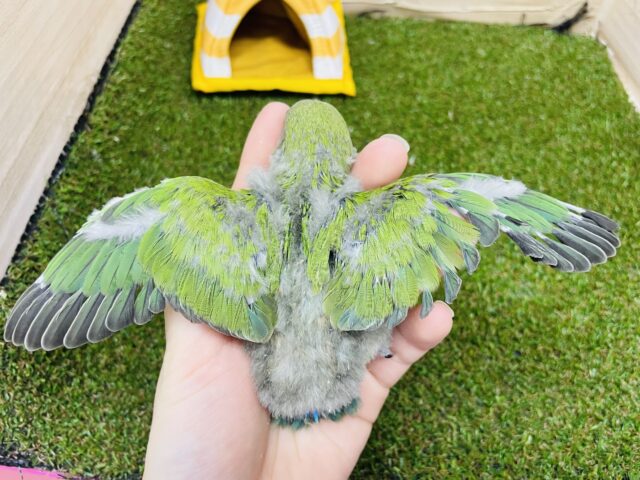 コザクラインコ（小桜インコ）