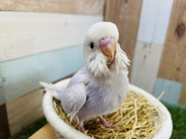 淡いお色の可愛い子💕セキセイインコのライラック!! セキセイインコ