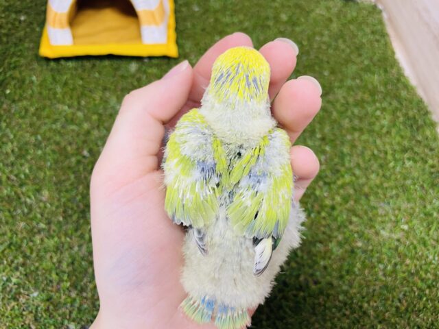 コザクラインコ（小桜インコ）